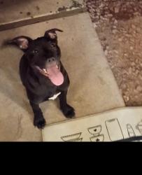 Lost Female Dog last seen 52nd Street and Thomas rd Phoenix az, Phoenix, AZ 85008