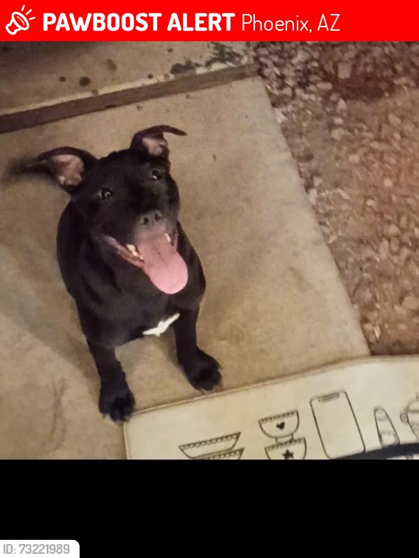 Lost Female Dog last seen 52nd Street and Thomas rd Phoenix az, Phoenix, AZ 85008