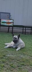 Lost Male Dog last seen Lockwood and Lyons, Houston, TX 77020