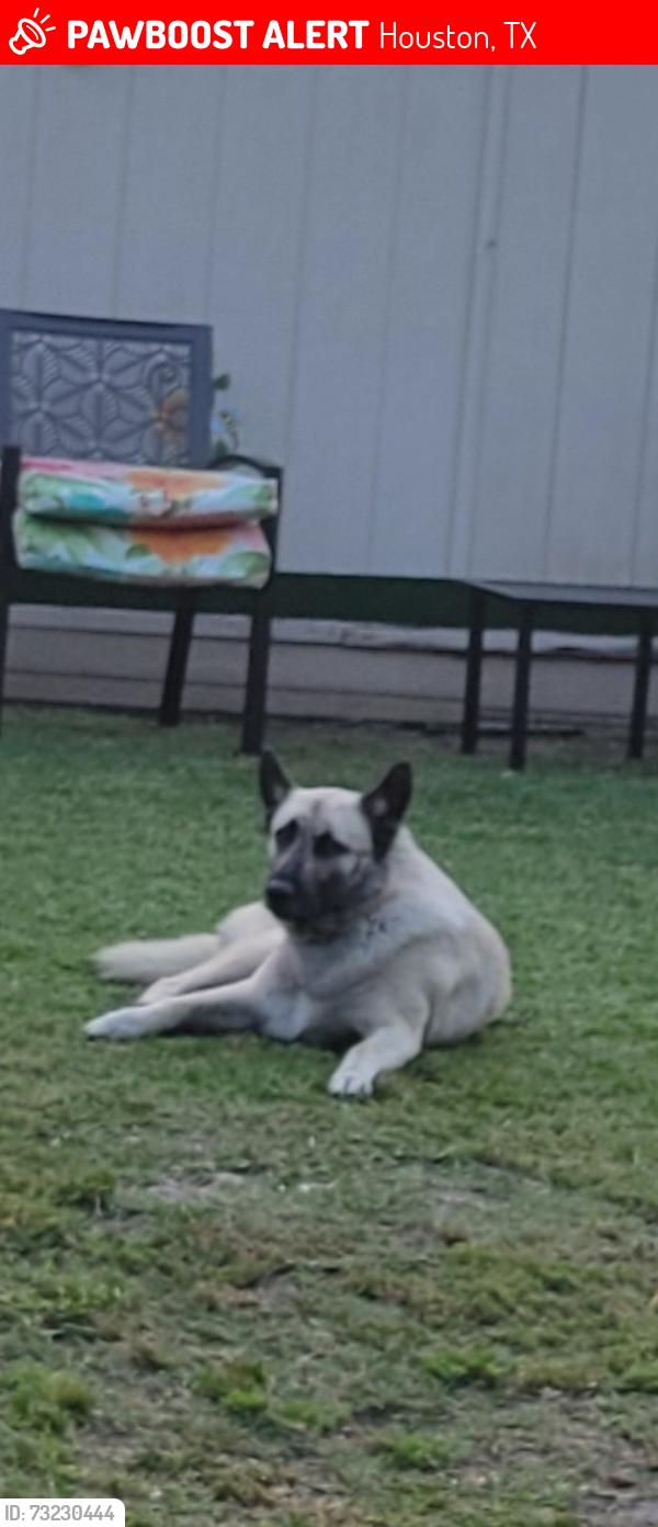 Lost Male Dog last seen Lockwood and Lyons, Houston, TX 77020