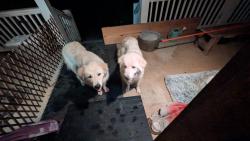 Found/Stray Unknown Dog last seen Magnolia Grove Road, Dallas, NC 28034
