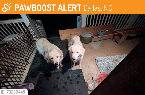 Found/Stray Unknown Dog last seen Magnolia Grove Road, Dallas, NC 28034
