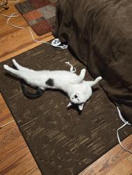 Lost Male Cat last seen Centre Street, Boston, MA 02130