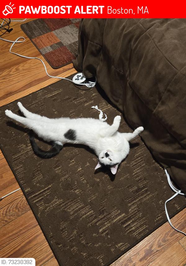 Lost Male Cat last seen Centre Street, Boston, MA 02130