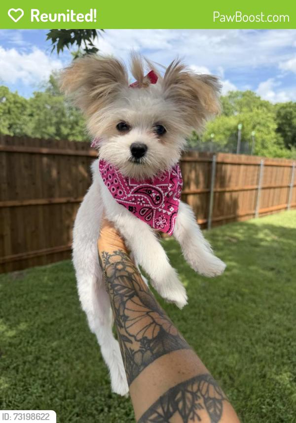 Reunited Female Dog last seen McAnear St, Cleburne, TX 76033