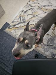 Reunited Female Dog last seen Near Martin St, Burlington, NC 27217, USA, Burlington, NC 27217