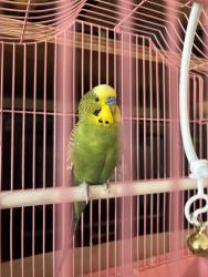 Found/Stray Unknown Bird last seen Grove and Fairview, Queens, NY 11385