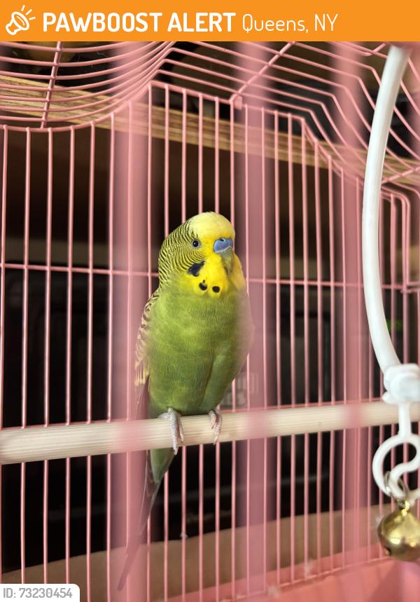 Found/Stray Unknown Bird last seen Grove and Fairview, Queens, NY 11385