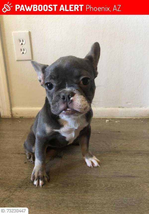 Lost Female Dog last seen 83rd Campbell ave, Phoenix, AZ 85033