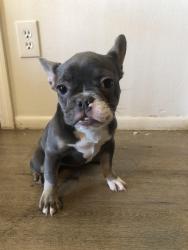 Lost Female Dog last seen 83rd Campbell ave, Phoenix, AZ 85033