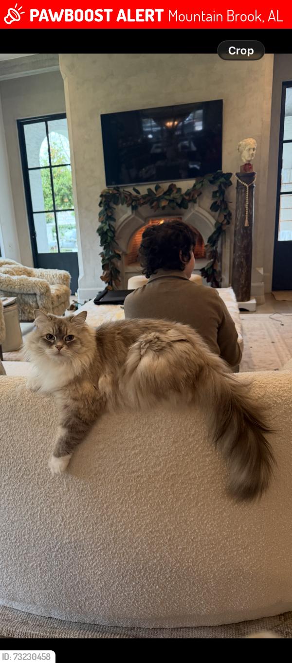 Lost Male Cat last seen Crestline elementary, Mountain Brook, AL 35213