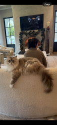 Lost Male Cat last seen Crestline elementary, Mountain Brook, AL 35213