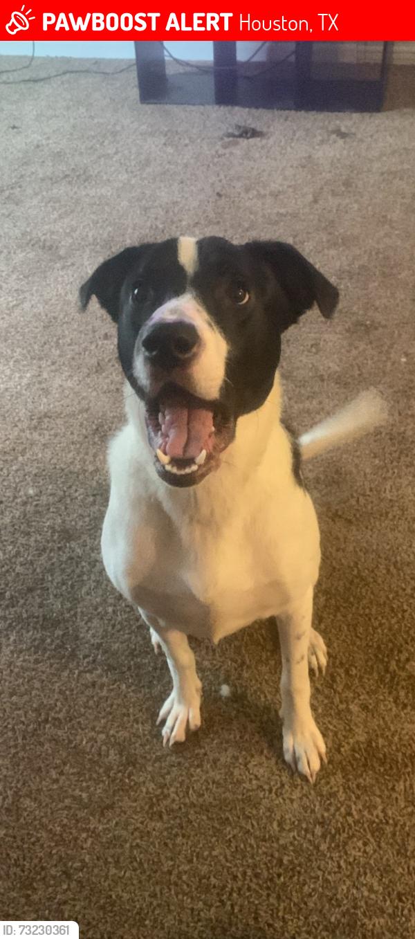 Lost Male Dog last seen Greens rd, Houston, TX 77060