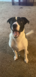 Lost Male Dog last seen Greens rd, Houston, TX 77060