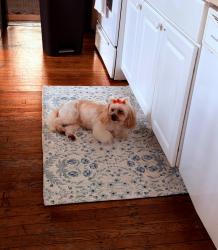 Reunited Female Dog last seen LEON DAY PARK, Baltimore, MD 21216
