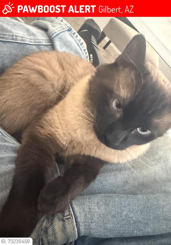 Lost Male Cat last seen Desert mirage apmt, Gilbert, AZ 85233