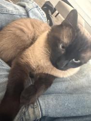 Lost Male Cat last seen Desert mirage apmt, Gilbert, AZ 85233