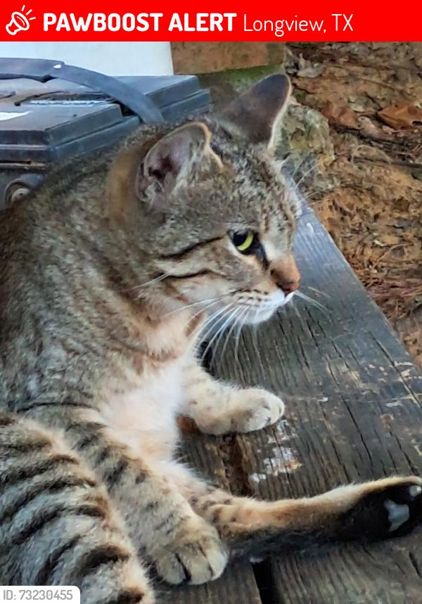 Lost Female Cat last seen Pine tree and briarwood rd, Longview, TX 75604