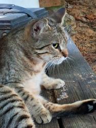 Lost Female Cat last seen Pine tree and briarwood rd, Longview, TX 75604