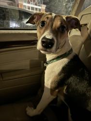 Lost Male Dog last seen Grandview Ave, Atlanta, GA 30305