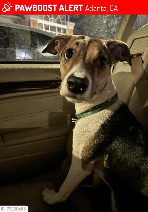 Lost Male Dog last seen Grandview Ave, Atlanta, GA 30305