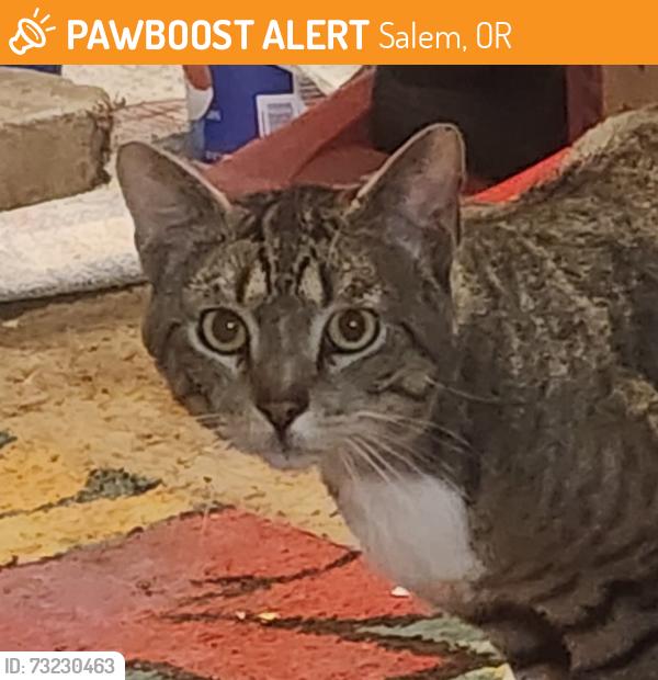 Found/Stray Unknown Cat last seen Behind Safeway on Edgewater St NW, Salem, OR 97304