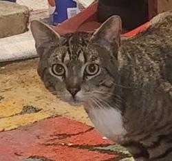 Found/Stray Unknown Cat last seen Behind Safeway on Edgewater St NW, Salem, OR 97304