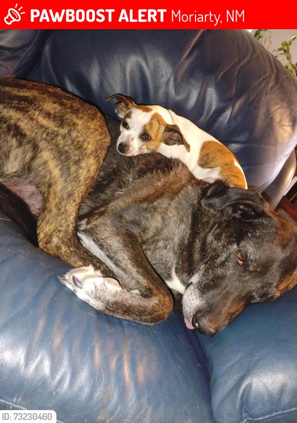 Lost Female Dog last seen Main Street Moriarty at the US Bank, Moriarty, NM 87035
