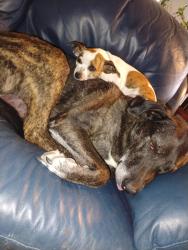 Lost Female Dog last seen Main Street Moriarty at the US Bank, Moriarty, NM 87035