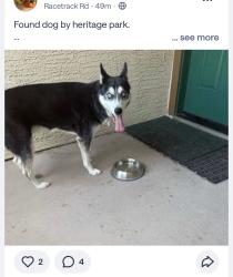 Found/Stray Male Dog last seen Heritage Park, Henderson, NV 89015