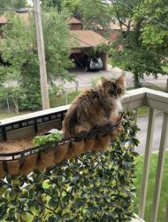 Lost Female Cat last seen Packard and Independence, Ann Arbor, MI 48104