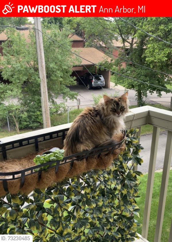 Lost Female Cat last seen Packard and Independence, Ann Arbor, MI 48104