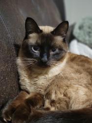 Lost Male Cat last seen Dickinsfield strip mall, Edmonton, AB T5E 3S7