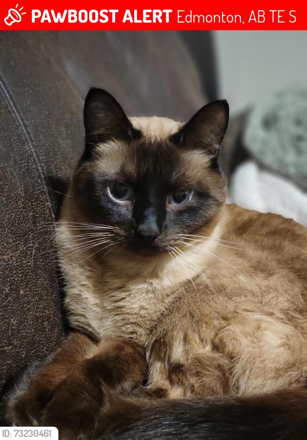 Lost Male Cat last seen Dickinsfield strip mall, Edmonton, AB T5E 3S7