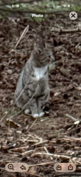 Lost Female Cat last seen Good Hope Road & Wertzville, Enola, PA 17025