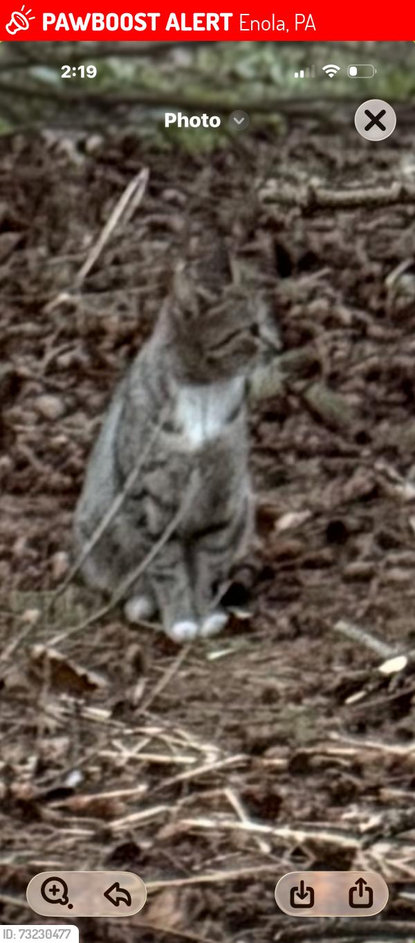 Lost Female Cat last seen Good Hope Road & Wertzville, Enola, PA 17025