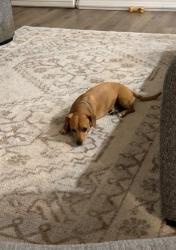 Reunited Male Dog last seen Near Falkland Rd, Carrollton, TX 75007, USA, Carrollton, TX 75007