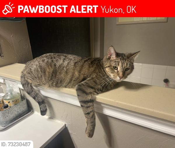 Lost Male Cat last seen Britton, Mustang, Hefner, Yukon, OK 73099