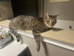 Lost Male Cat last seen Britton, Mustang, Hefner, Yukon, OK 73099