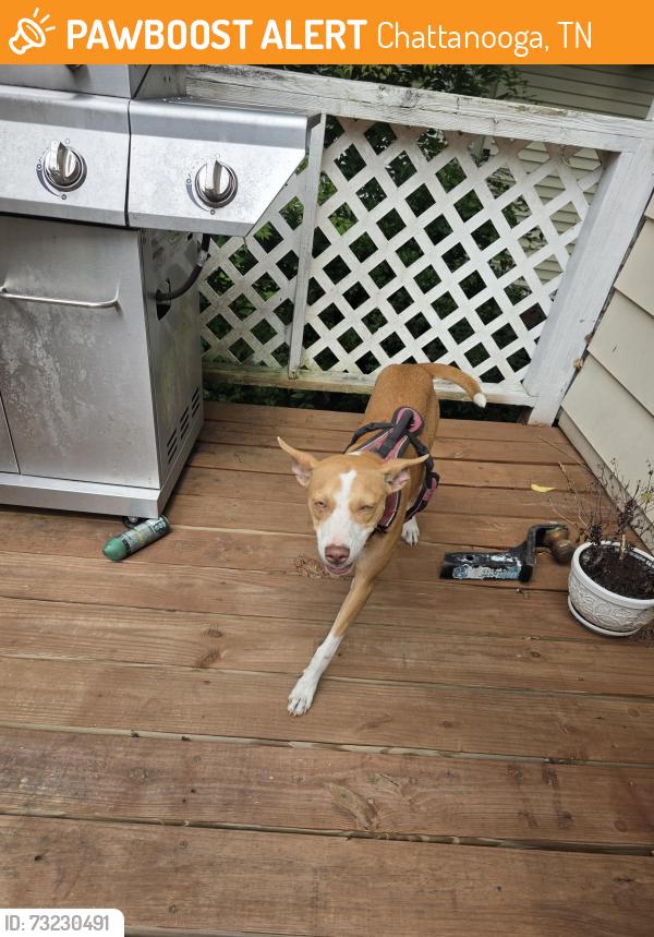 Found/Stray Female Dog last seen Belle Vista Ave., Chattanooga, TN 37411