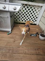 Found/Stray Female Dog last seen Belle Vista Ave., Chattanooga, TN 37411