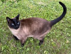 Lost Male Cat last seen Park avenue - Winchester MA, Winchester, MA 01890
