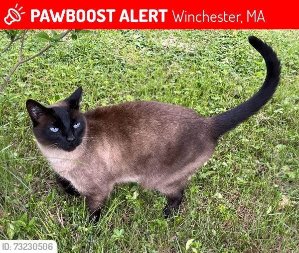 Lost Male Cat last seen Park avenue - Winchester MA, Winchester, MA 01890