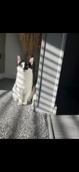 Lost Male Cat last seen Balsam Way/Larkspur, Tyne and Wear, England NE5 1DF
