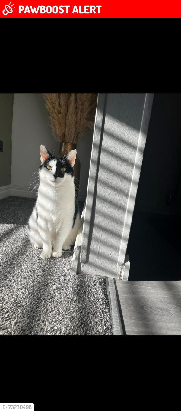 Lost Male Cat last seen Balsam Way/Larkspur, Tyne and Wear, England NE5 1DF