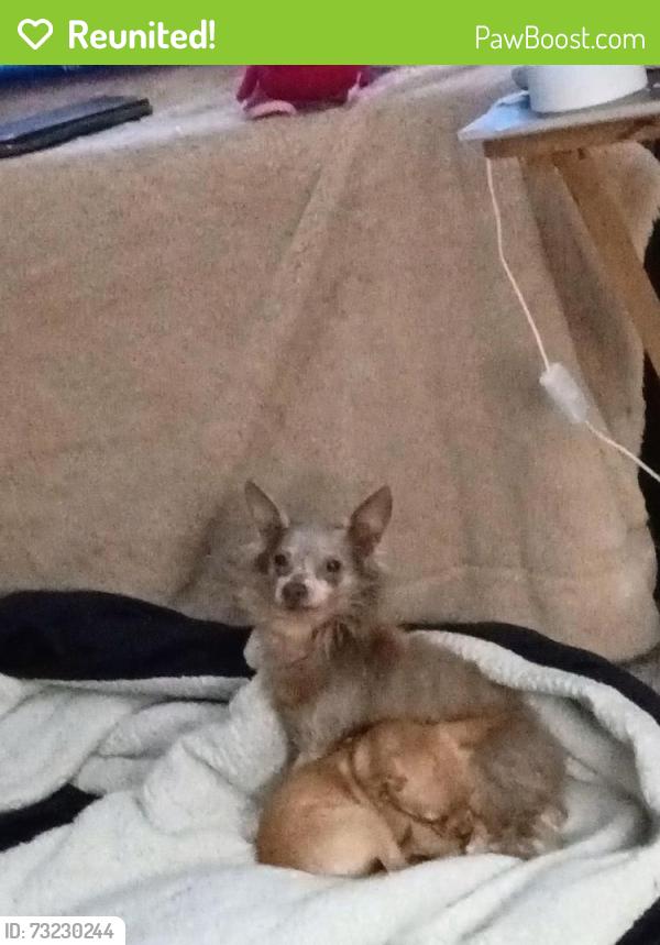 Reunited Male Dog last seen Cleburne texas, Cleburne, TX 76031