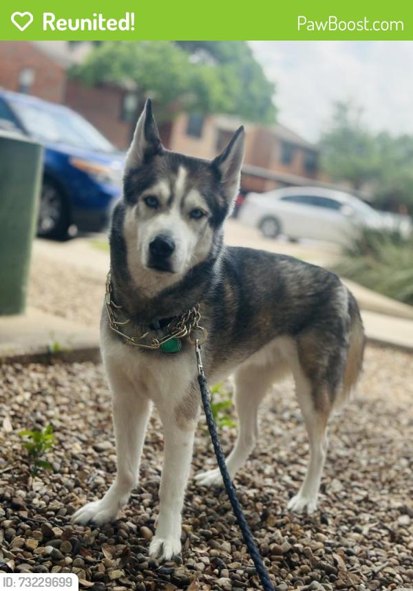 Reunited Male Dog last seen Near North McArthur Blvd, Irving, TX 75063