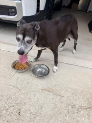 Found/Stray Female Dog last seen James Road and James Creek Road, Fortson, GA 31808