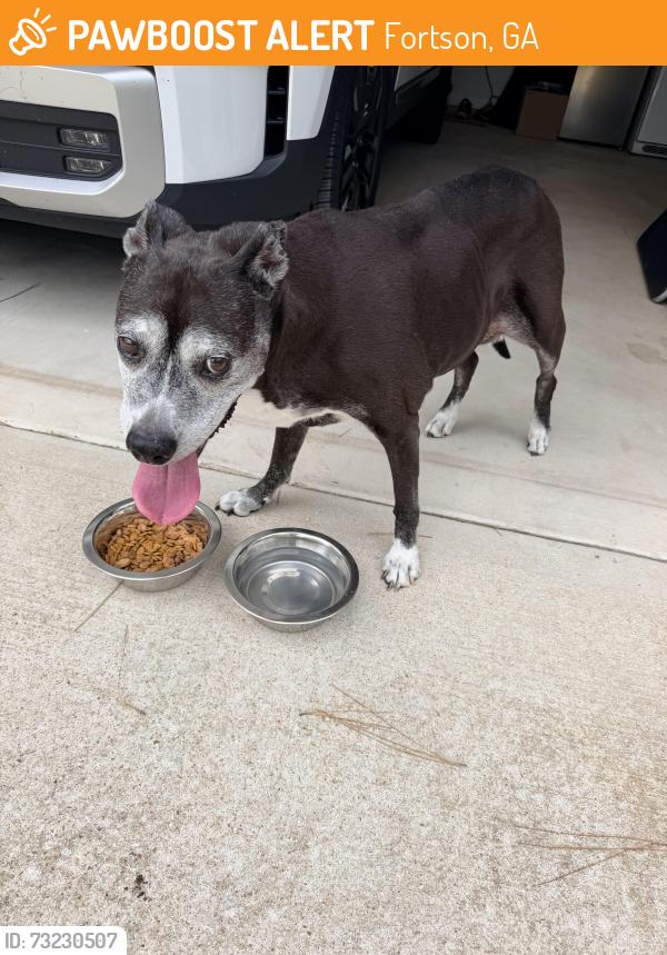 Found/Stray Female Dog last seen James Road and James Creek Road, Fortson, GA 31808