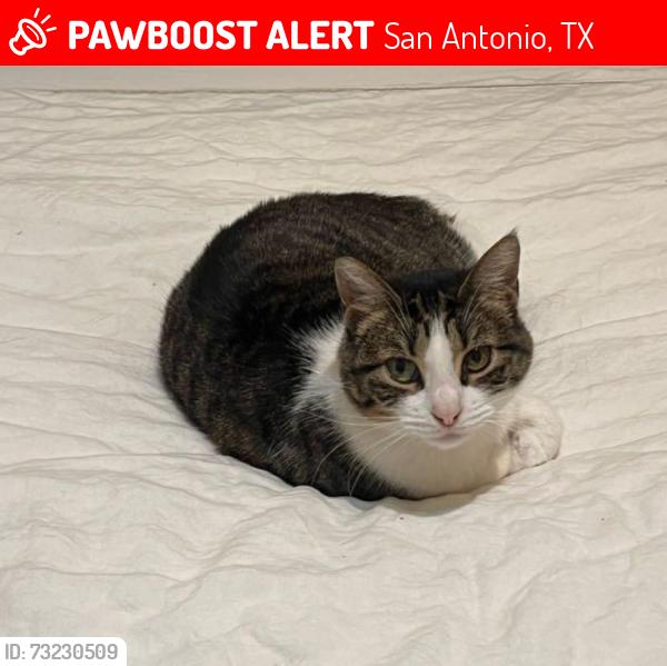 Lost Female Cat last seen Stoney pond & Stoney mist neighborhood streets, San Antonio, TX 78247
